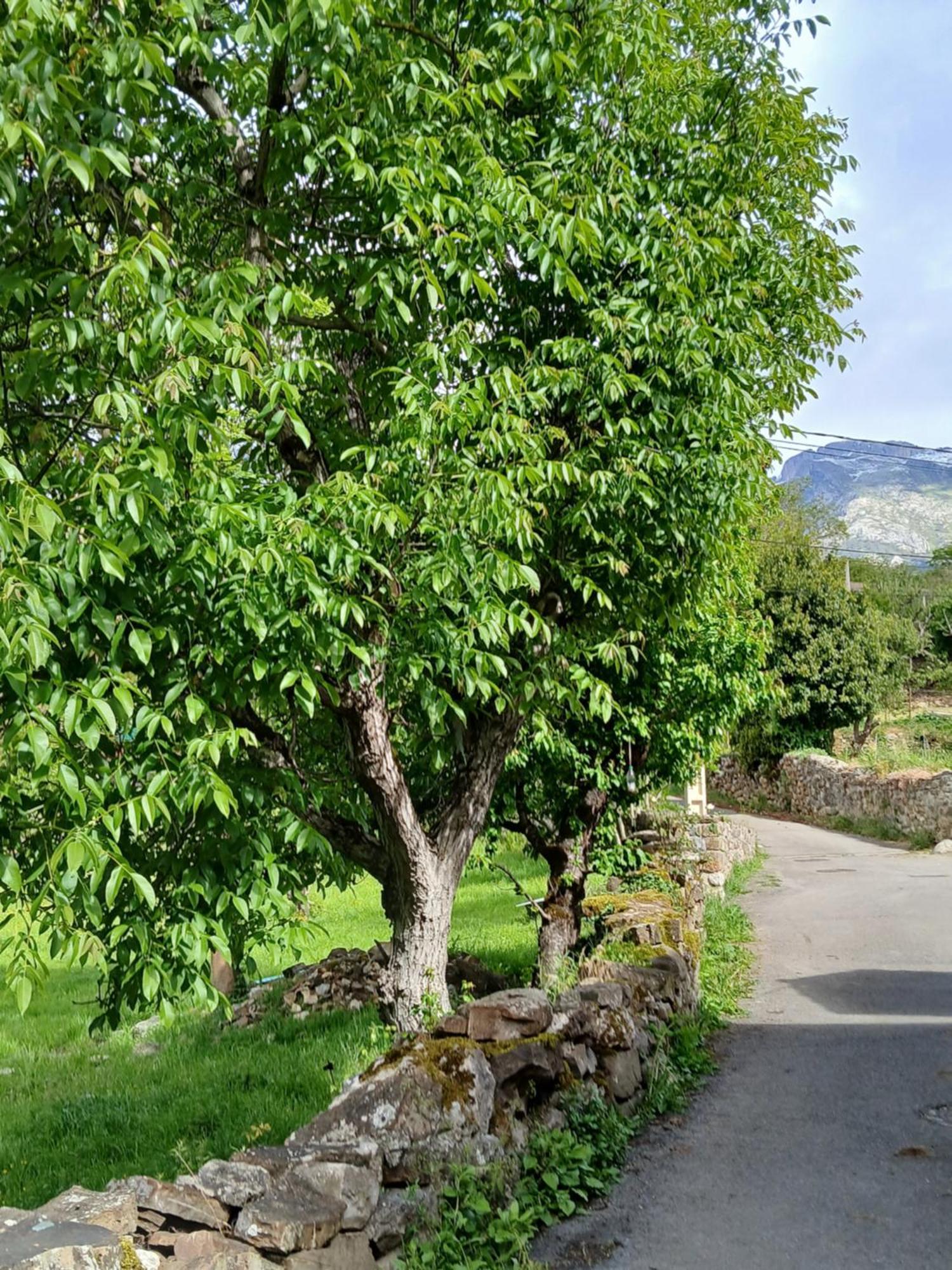 Picos De Europa Suites And Rooms Turieno Buitenkant foto